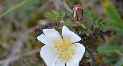 Petit rosier des dunes