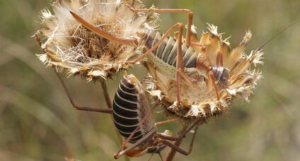 Couple d'ephippiger