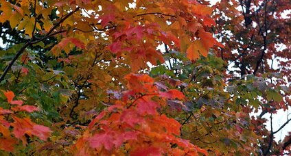 Erable à sucre (Acer sccharum)