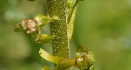 Fleur de Listère à feuilles ovales