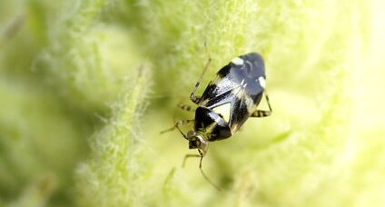 Liocoris tripustulatus