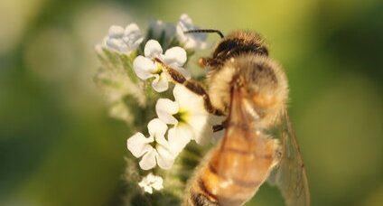 Abeille solitaire