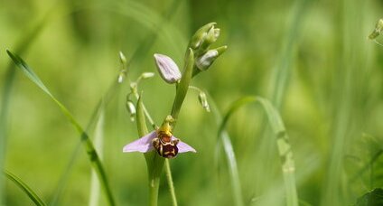 Ophrys abeille - sous réserve