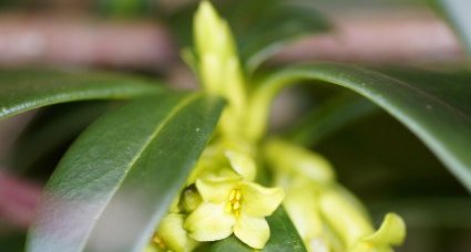 Fleur de laurier des bois