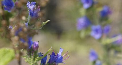 Fleurs de Vipérine sp.