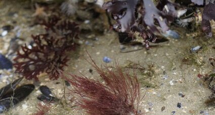 Algues rouges les pieds dans l'eau