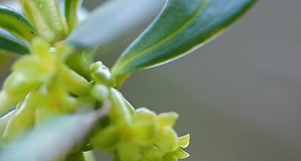 Fleurs de laurier des bois