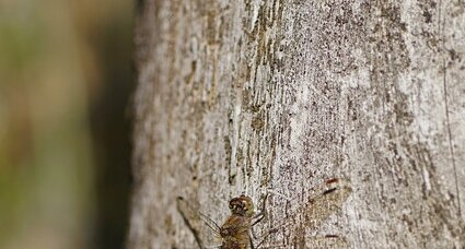 Sympetrum sp.