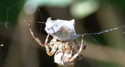 Araignée épeire capturant sa proie n°6