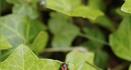 Cercopis vulnerata