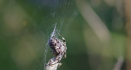 Araneus diadematus