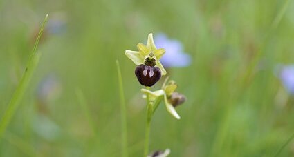 Ophrys aranifera ou virescens ?