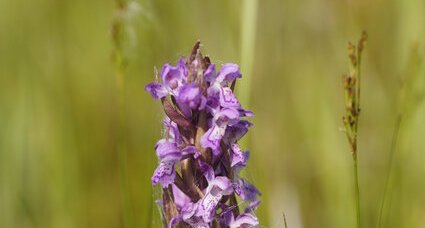 Dactylorhiza sp.