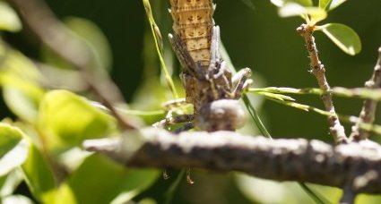 Exuvie de cordulégaster