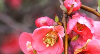 Fleurs de Cognassier du Japon