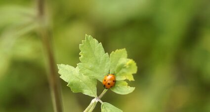 Coccinelle à 7 points