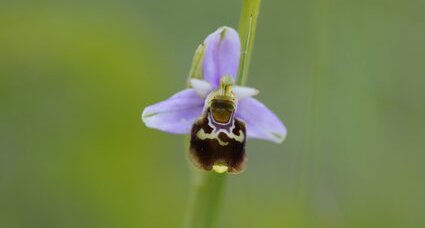 Fleur d'ophrys bourdon - sous réserve