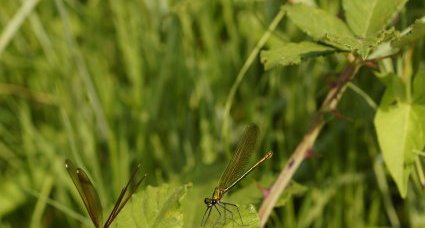 Couple de Calopteryx haemorrhoidalis