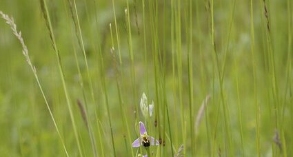 Ophrys abeille - Ophrys apifera