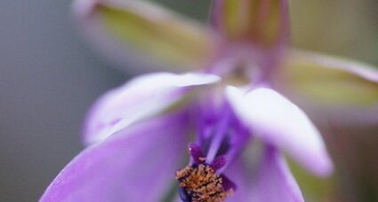 Fleur d'érodium bec de grue