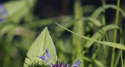 Fleur de centaurée "bleuet"