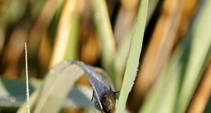 Petit escargot tout noir