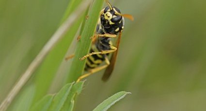 Polistes dominulus