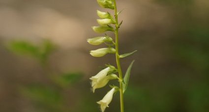 Inflorescence de digitale jaune