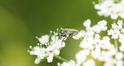 Oedomère sp - sous réserve