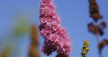 Fleur de spirée à feuilles de saule