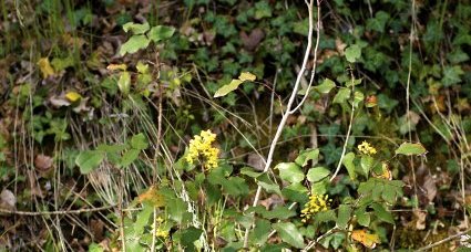 Mahonia