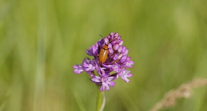 Coléo sur orchis