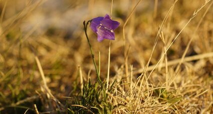 Campanule sp.