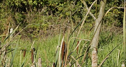 Typha