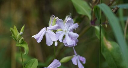 Saponaire officinale