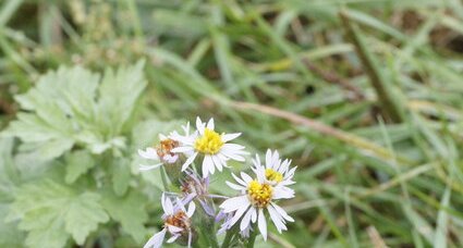 Aster de la st michel - sous réserve