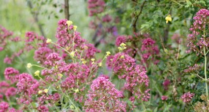 Valériane Officinale