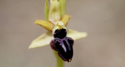 Fleur d'ophrys de Provence - sous réserve