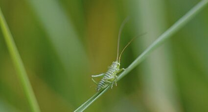 Petite sauterelle verte