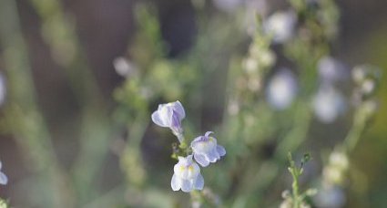 Fleur de linaire striée