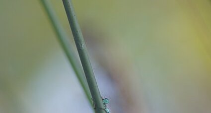 Cache-cache avec un agrion élégant