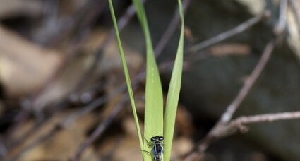 Agrion élégant - Ishnura elegans