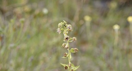 Epipactis hélleborine - sous réserve