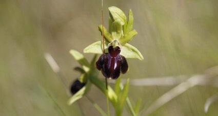 Ophrys aranifera - sous réserve