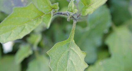 Feuille de morelle velue