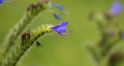 Fleur de vipérine sp.