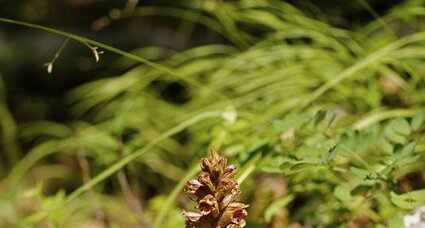 Orobanche sp.