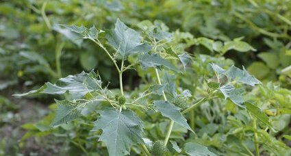 Datura et plants d'patates