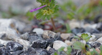 Lamium amplexicaule