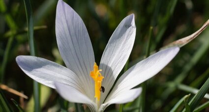 Crocus bigarré